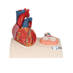 Heart Model - includes 3B Smart Anatomy