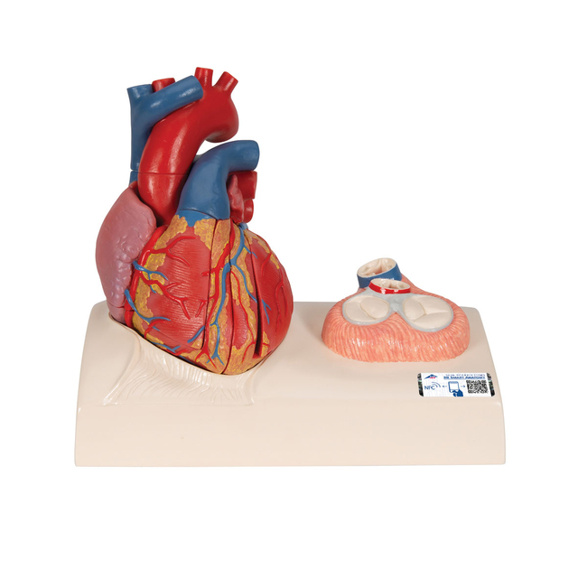 Heart Model - includes 3B Smart Anatomy
