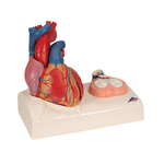 Heart Model - includes 3B Smart Anatomy