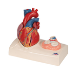 Heart Model - includes 3B Smart Anatomy
