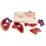 Heart Model - includes 3B Smart Anatomy