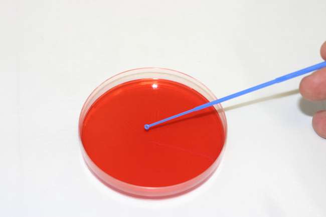 Sterile Plastic Inoculation Loops (Volume: 1&mu;L)
