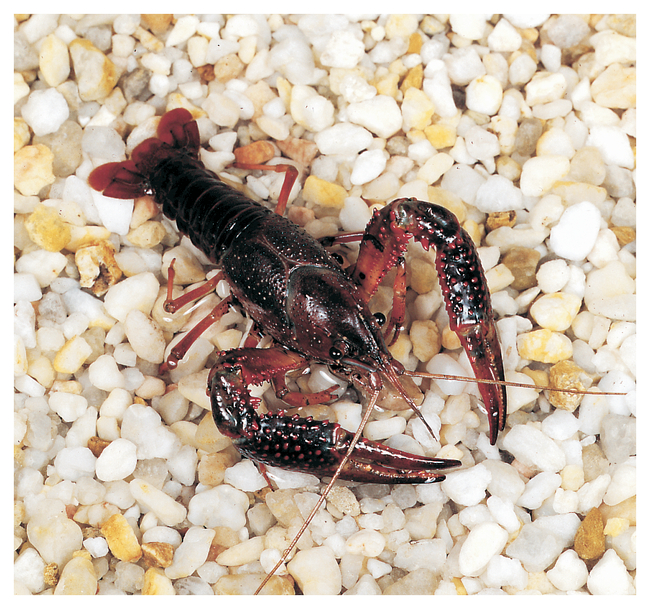 Carolina&trade; Crayfish