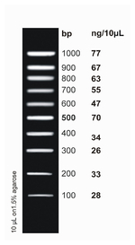 <i>ex</i>ACTG<i>ene</i>&trade; DNA Ladders