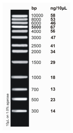 <i>ex</i>ACTG<i>ene</i>&trade; DNA Ladders