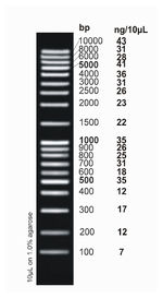 <i>ex</i>ACTG<i>ene</i>&trade; DNA Ladders