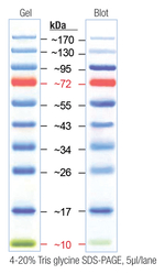 EZ-Run&trade; Prestained <i>Rec</i> Protein Ladder, Fisher BioReagents