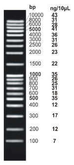 <i>ex</i>ACTG<i>ene</i>&trade; DNA Ladders