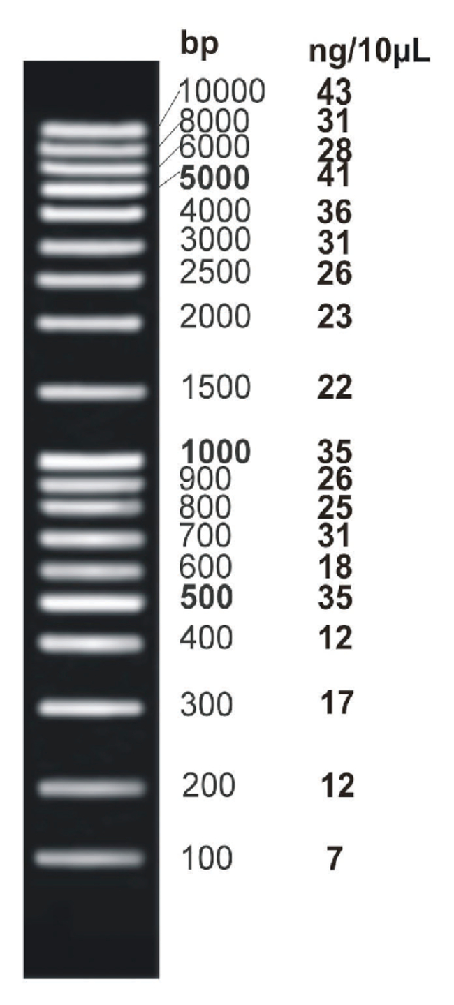 <i>ex</i>ACTG<i>ene</i>&trade; DNA Ladders
