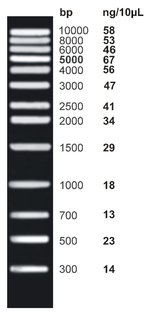 <i>ex</i>ACTG<i>ene</i>&trade; DNA Ladders