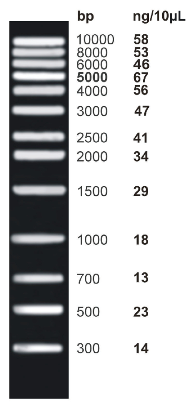<i>ex</i>ACTG<i>ene</i>&trade; DNA Ladders