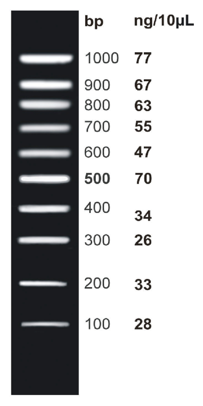 <i>ex</i>ACTG<i>ene</i>&trade; DNA Ladders
