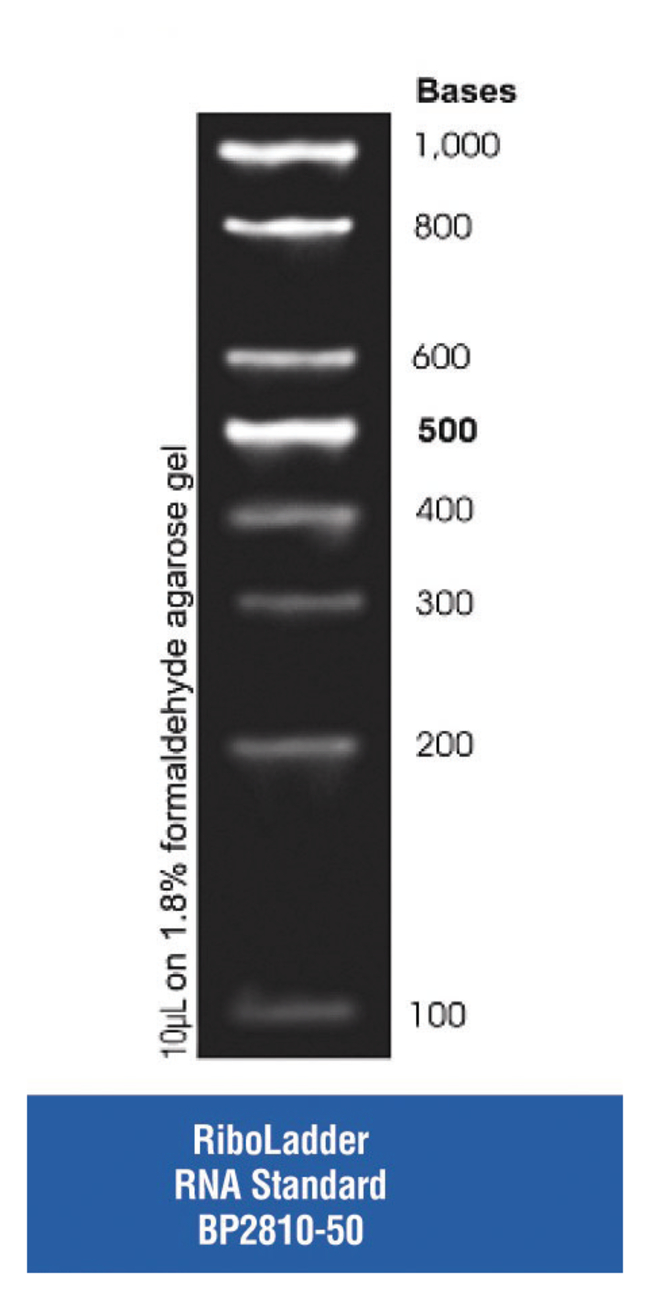 RiboLadder&trade; RNA Standards