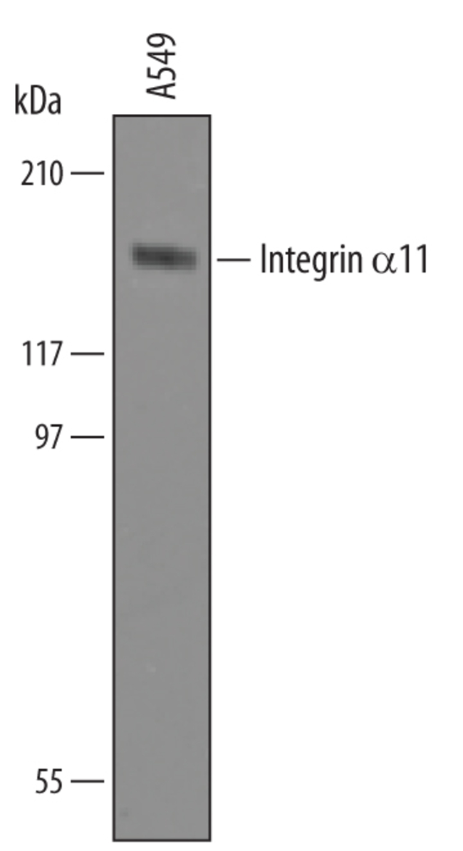 Human Integrin alpha 11 Antibody, R&amp;D Systems&trade;