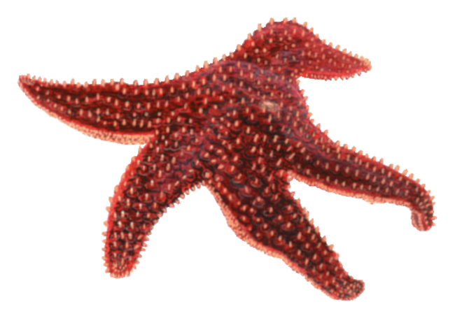 Starfish