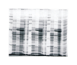Owl&trade; Dual-Gel Vertical Electrophoresis Systems