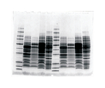 Owl&trade; Dual-Gel Vertical Electrophoresis Systems
