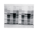 Owl&trade; Dual-Gel Vertical Electrophoresis Systems