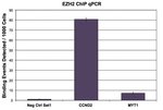 EZH2 Polyclonal Antibody, Active Motif&trade;