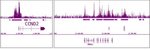 EZH2 Polyclonal Antibody, Active Motif&trade;
