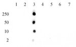 Histone H2BK15ac Polyclonal Antibody, Active Motif&trade;