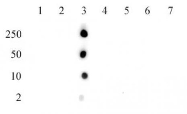 Histone H2BK15ac Polyclonal Antibody, Active Motif&trade;