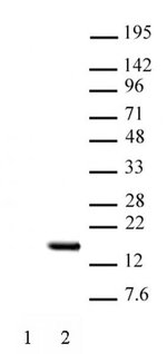 Histone H2BK15ac Polyclonal Antibody, Active Motif&trade;
